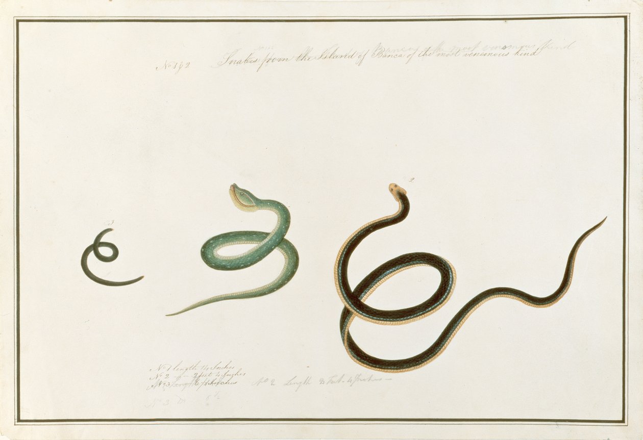 As cobras formam a ilha de Banca do tipo mais venenoso, desde Desenhos de  Animais, Insetos e Répteis de Malaca, c.1805-18 (wc e guache sobre papel)