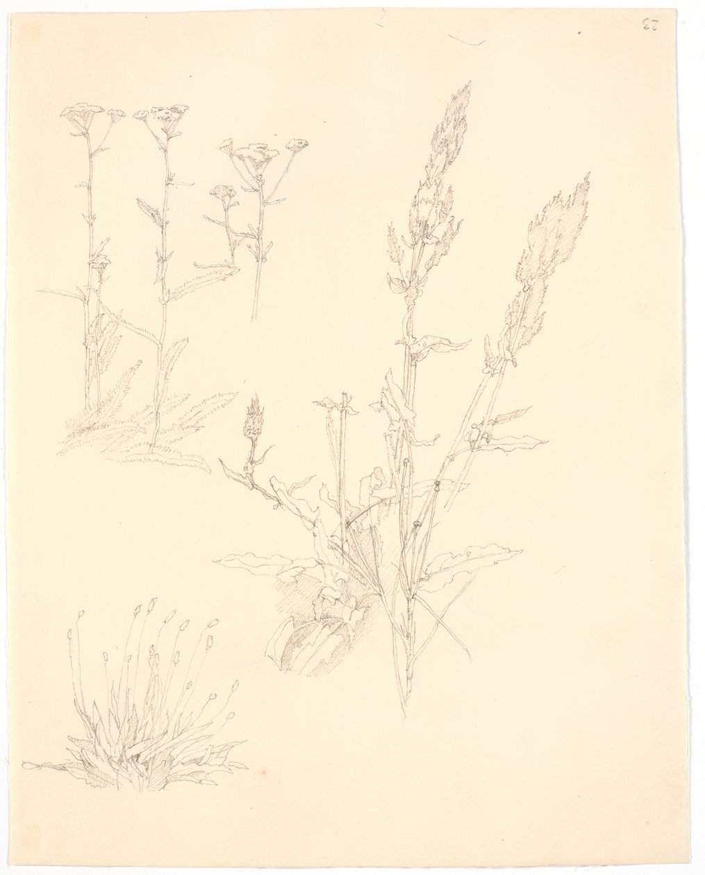 Estudos de plantas de Christen Købke