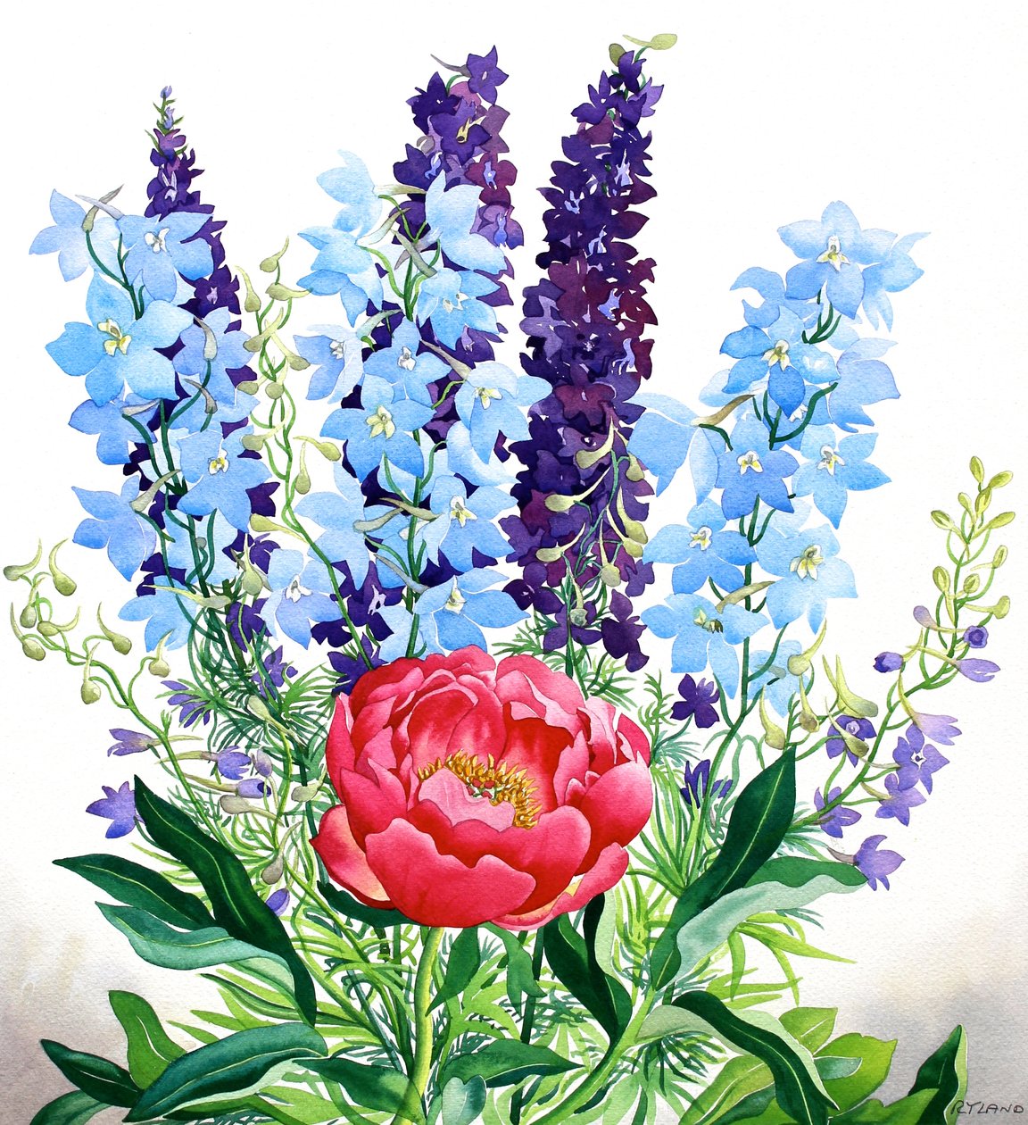 Delphiniums Azuis de Christopher Ryland