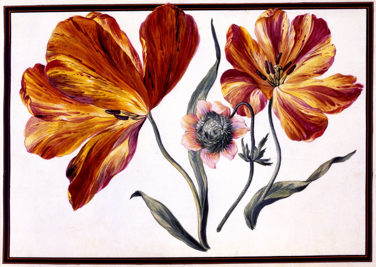 Tulipas e Anenome, c.1690 de Claude Aubriet