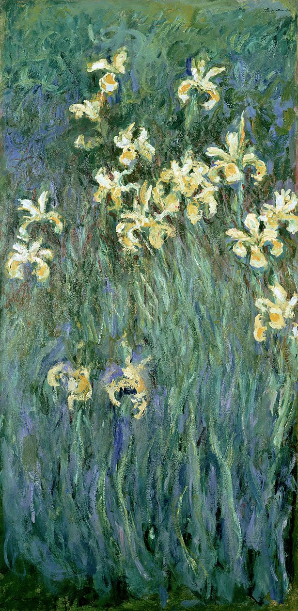 As íris amarelas de Claude Monet