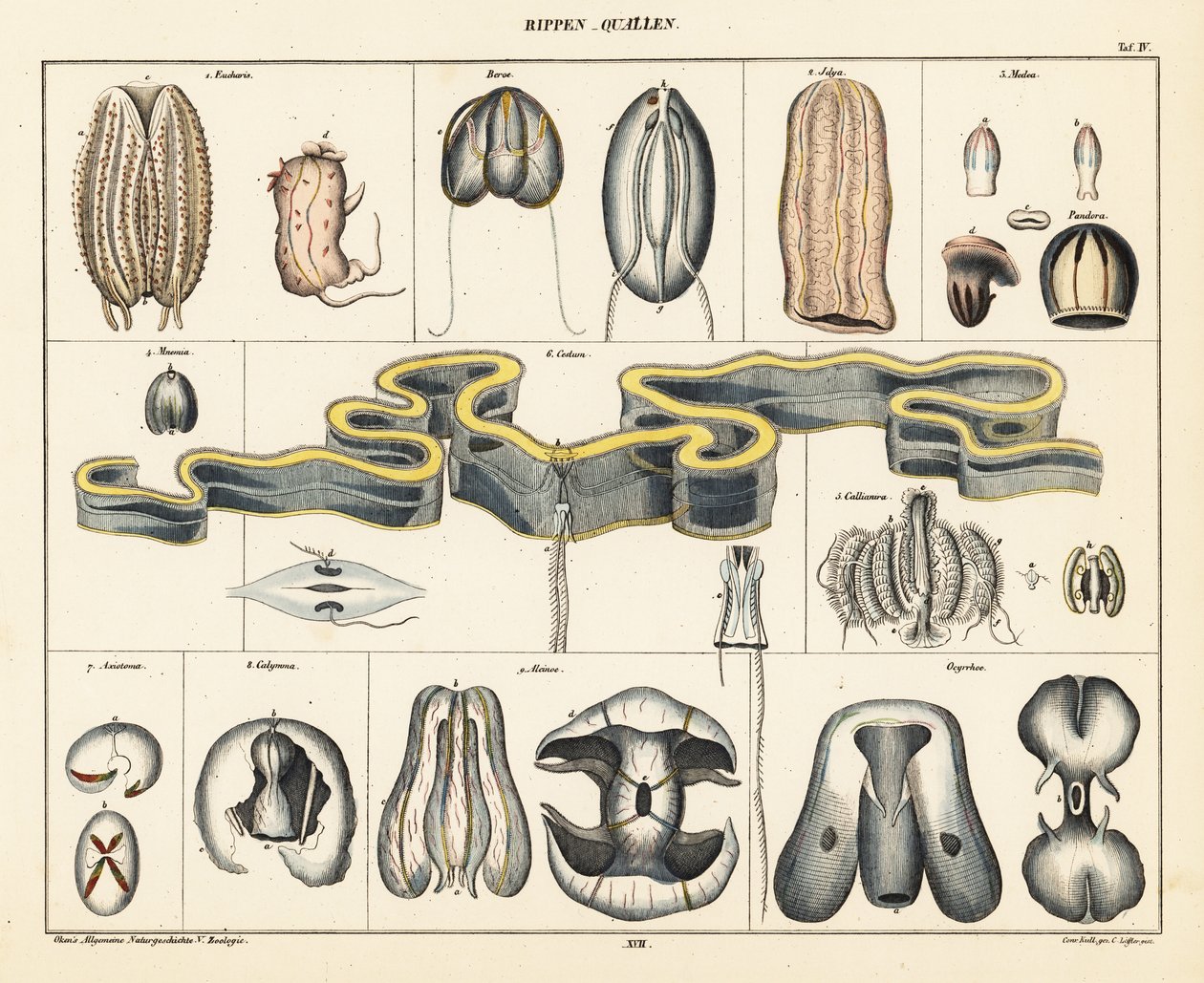 Anatomia das espécies de medusas. ,1841 (litografia) de Conrad Kull