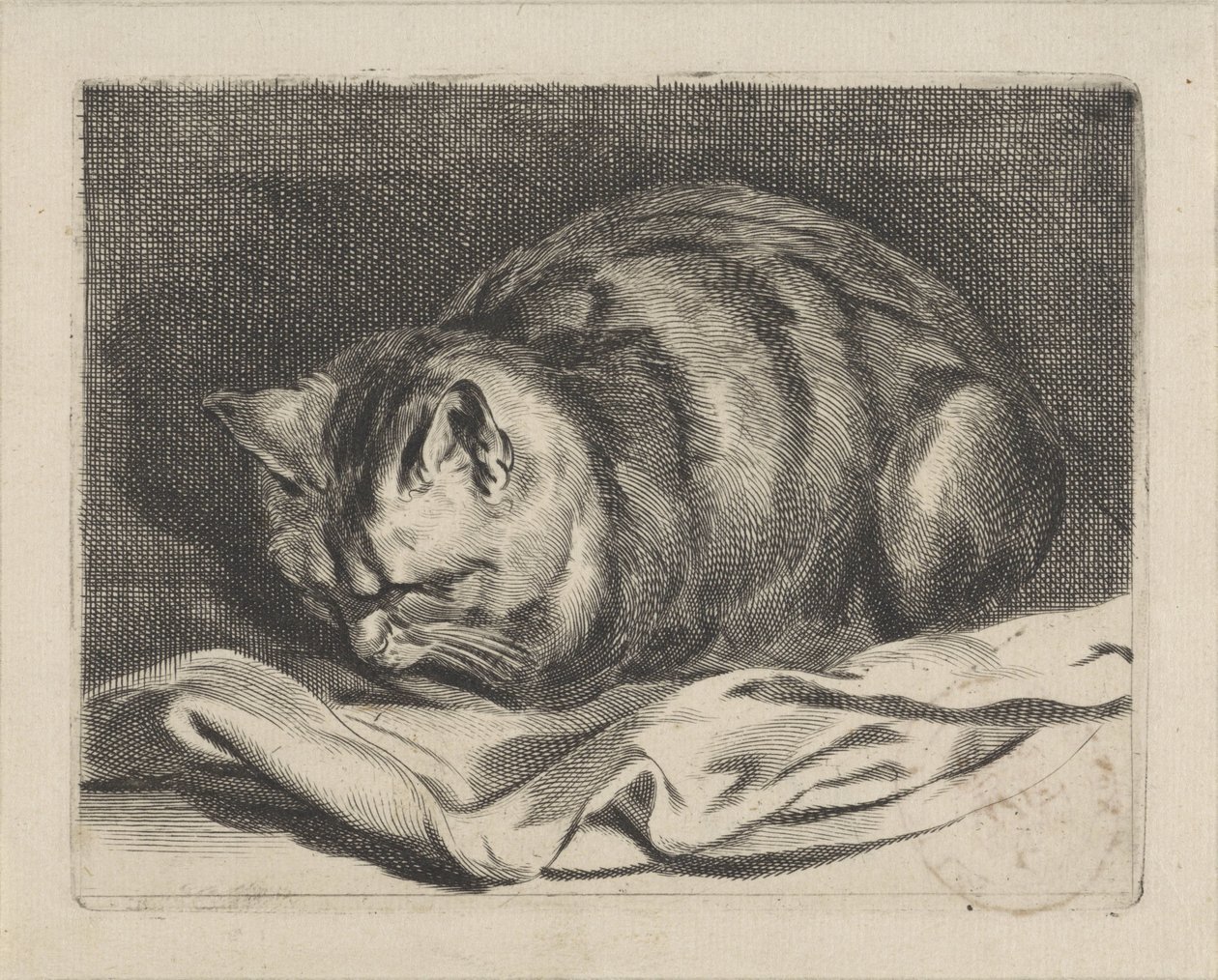 Gato pequeno de Cornelis Visscher (II)