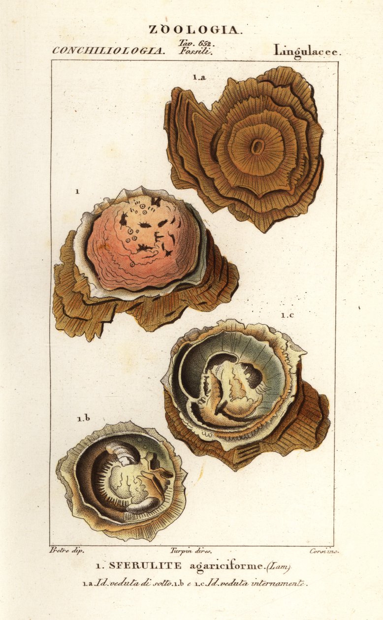 Esferulitos agariciformes de Corsi Corsi