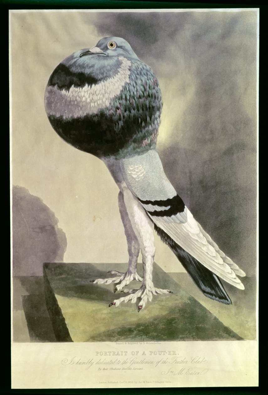 Retrato, de, Pouter, pombo de D. Wolsenholme