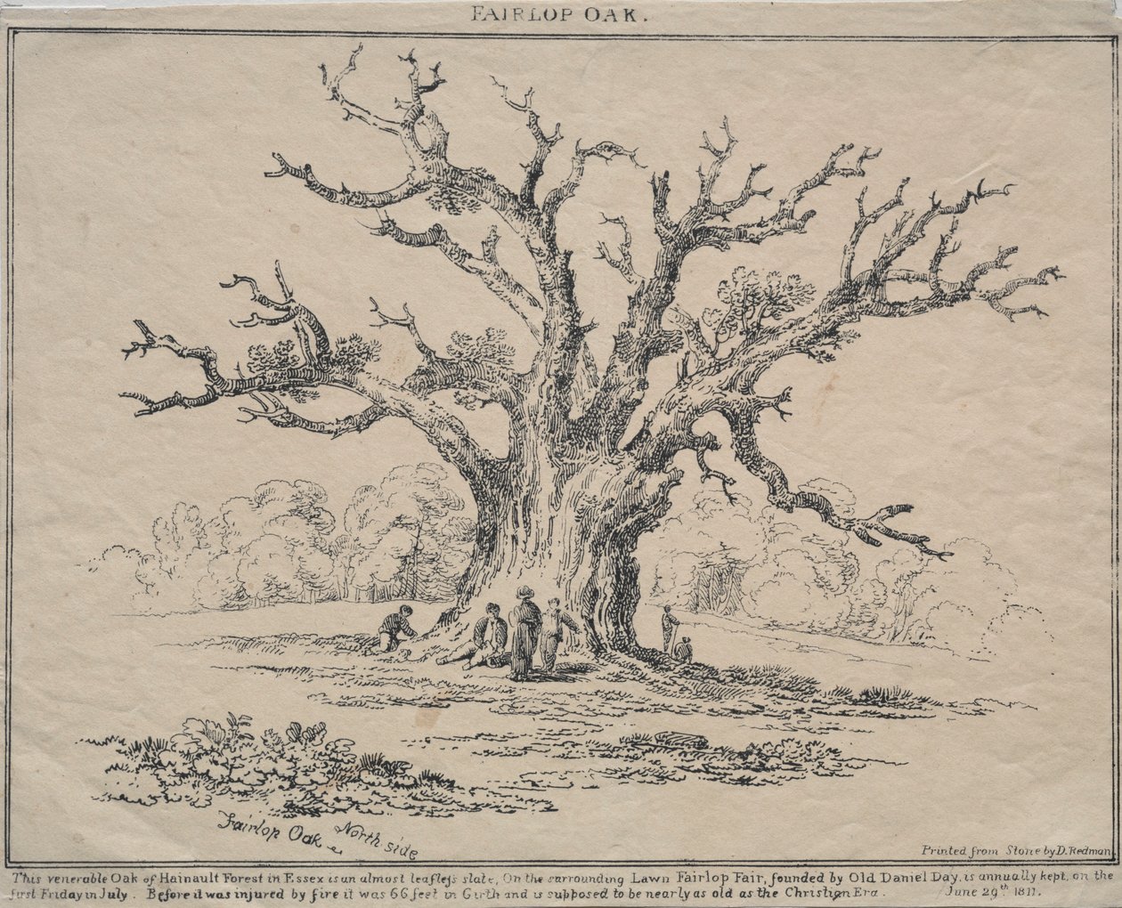 Fairlop Oak, 1811. de D. H. Redman