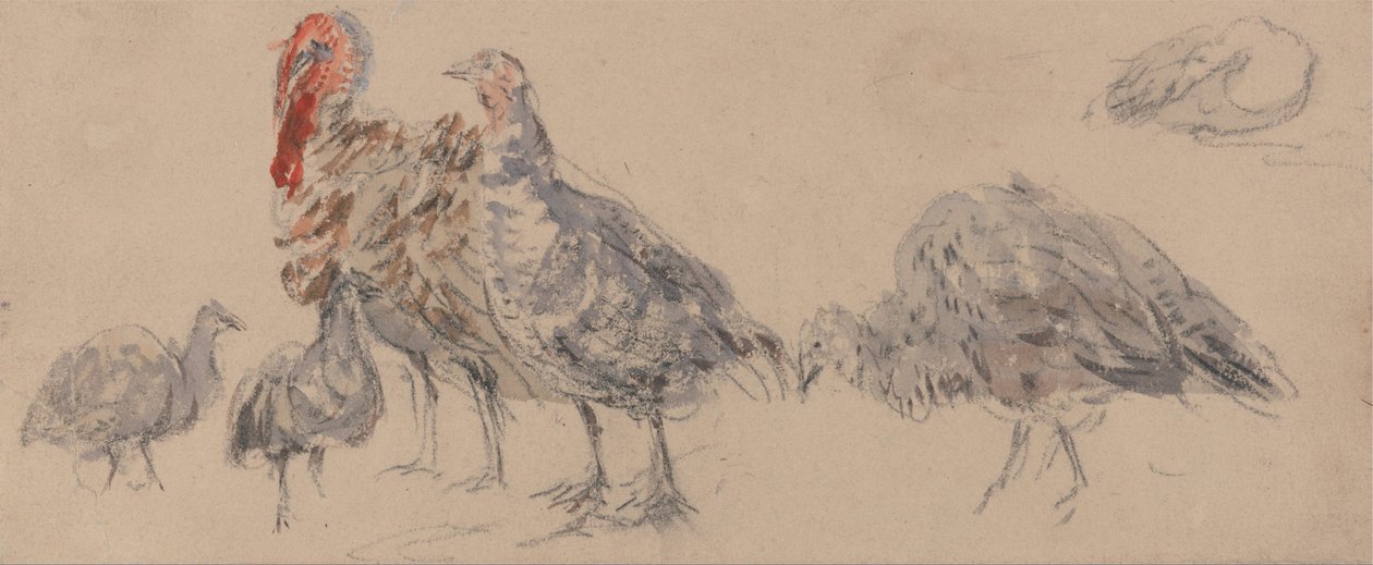Estudo de perus de David Cox