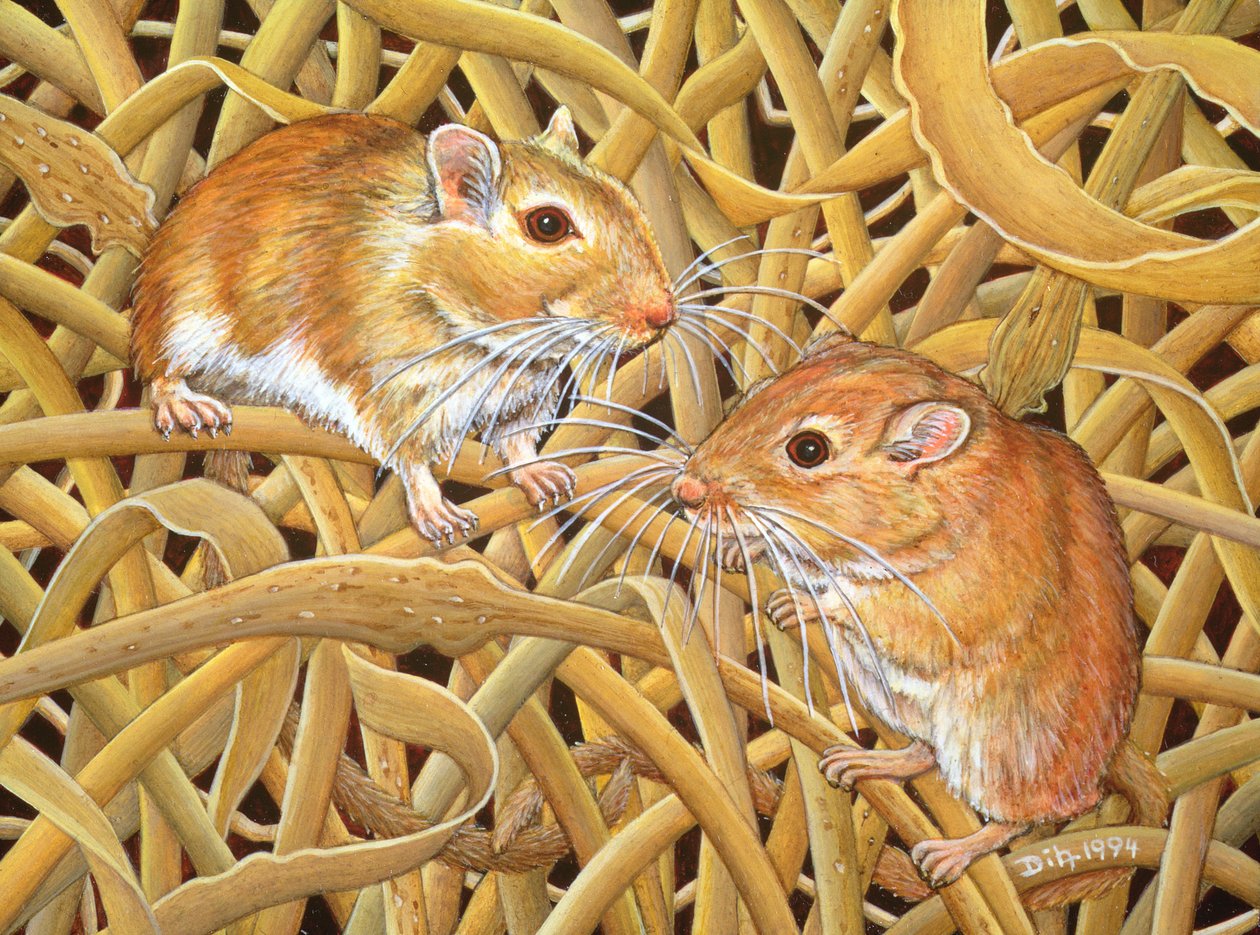 Os Gerbils, 1994 de Ditz