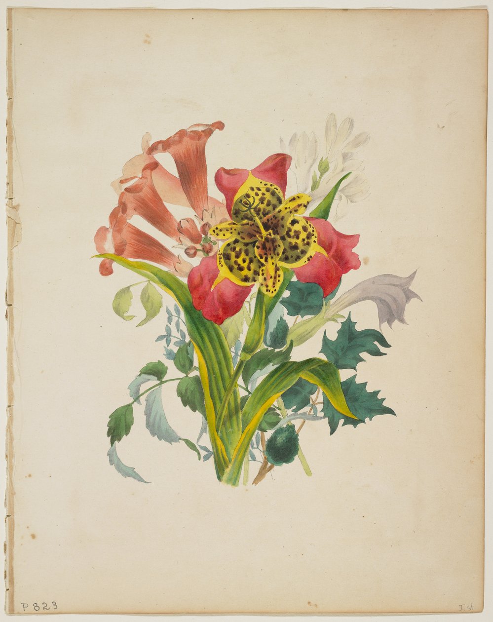 Bouquet de Trumpet Vine, do Dicionário de Flora, 1838 de E. W. Wirt