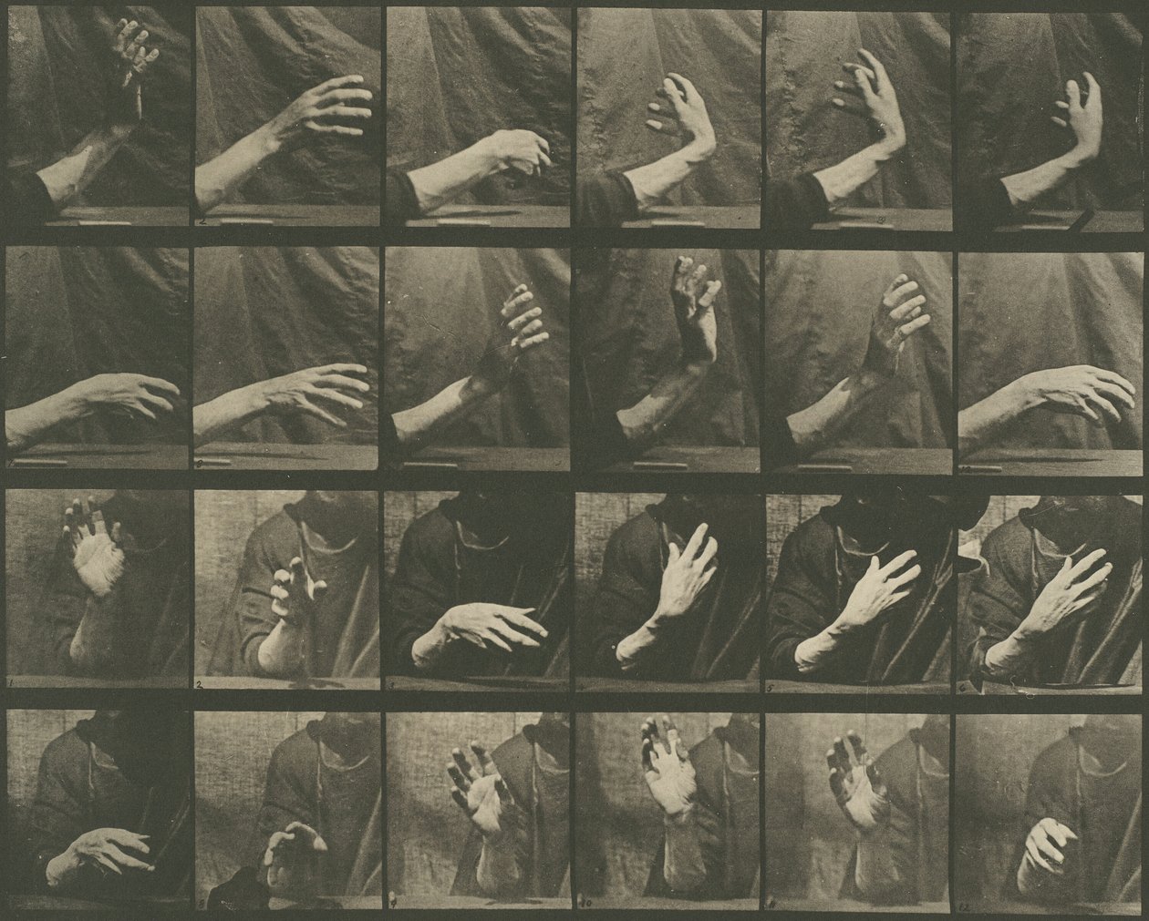 Floresta. de Eadweard Muybridge