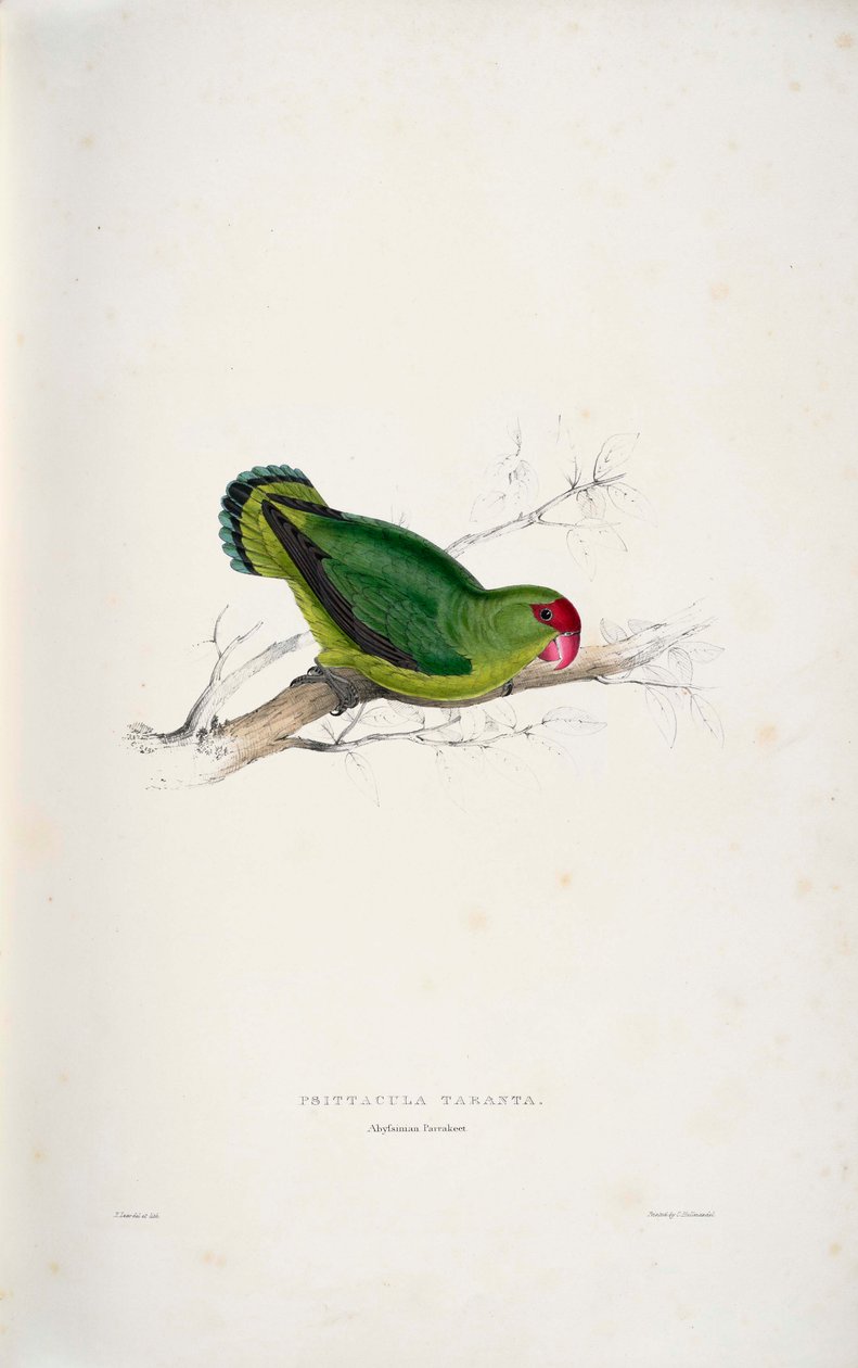 Agapornis taranta de Edward Lear