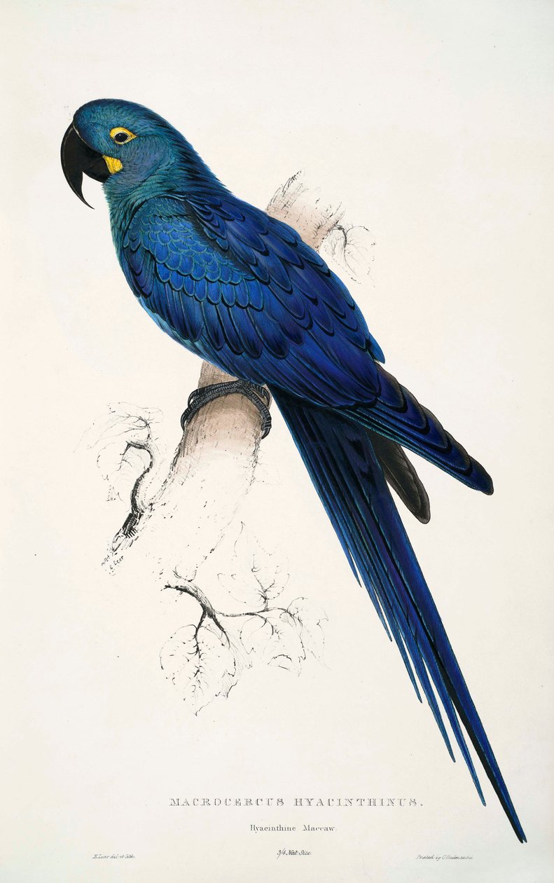 Anodorhynchus leari de Edward Lear