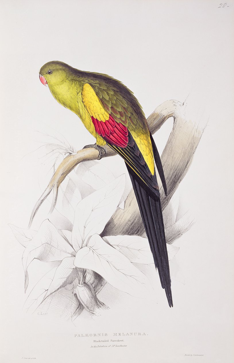 Periquito-de-cauda-preta de Edward Lear