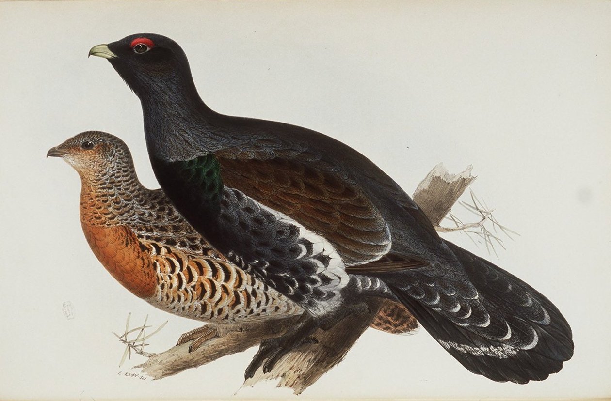 Galo da madeira de Edward Lear
