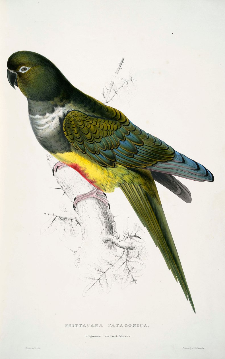 Patagonus de Cyanoliseus de Edward Lear