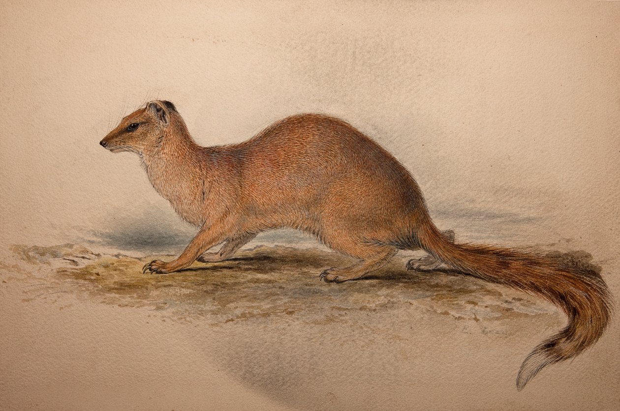Cynictis steedmanii, c.1835 de Edward Lear