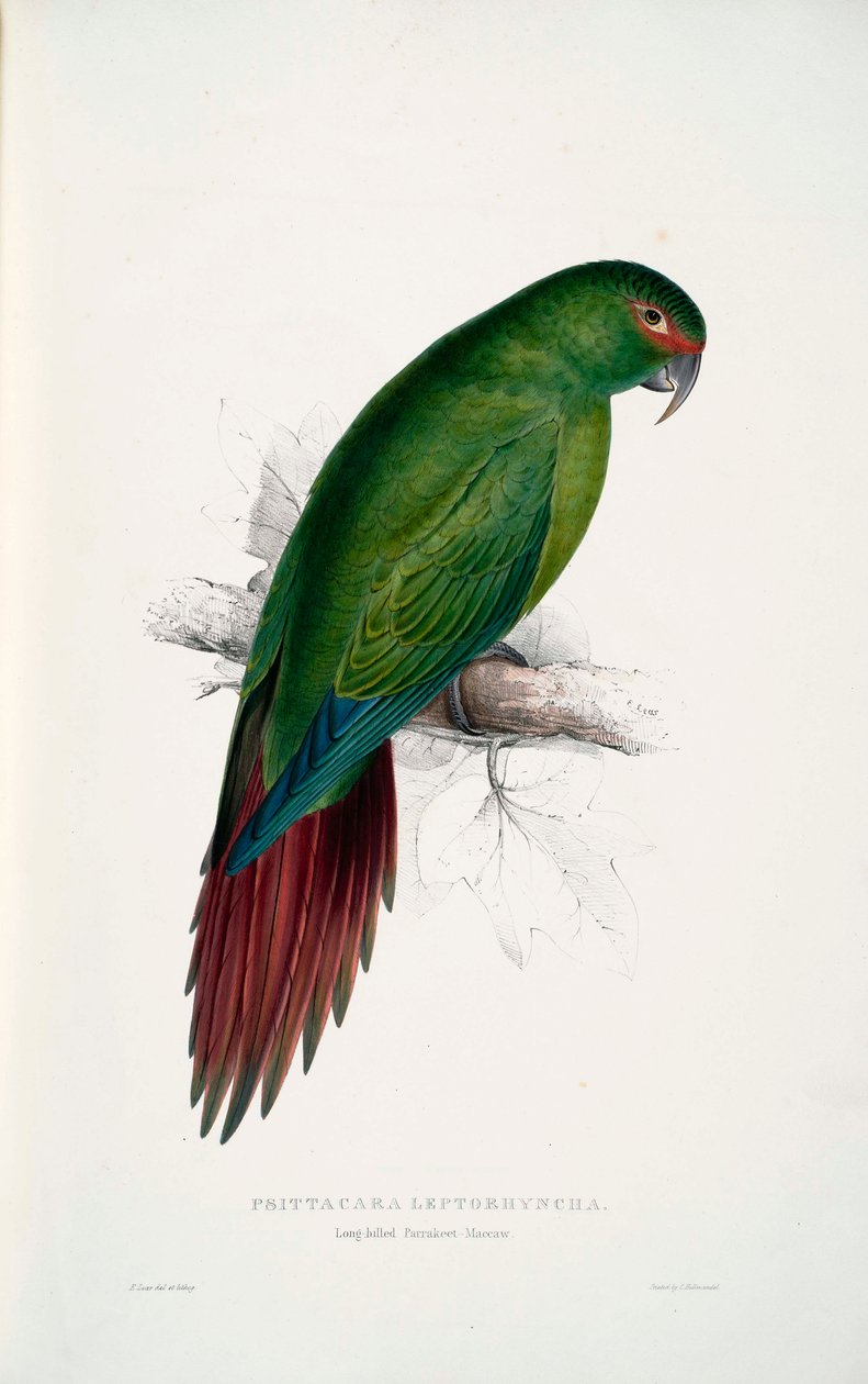Enicognathus leptorhynchus de Edward Lear