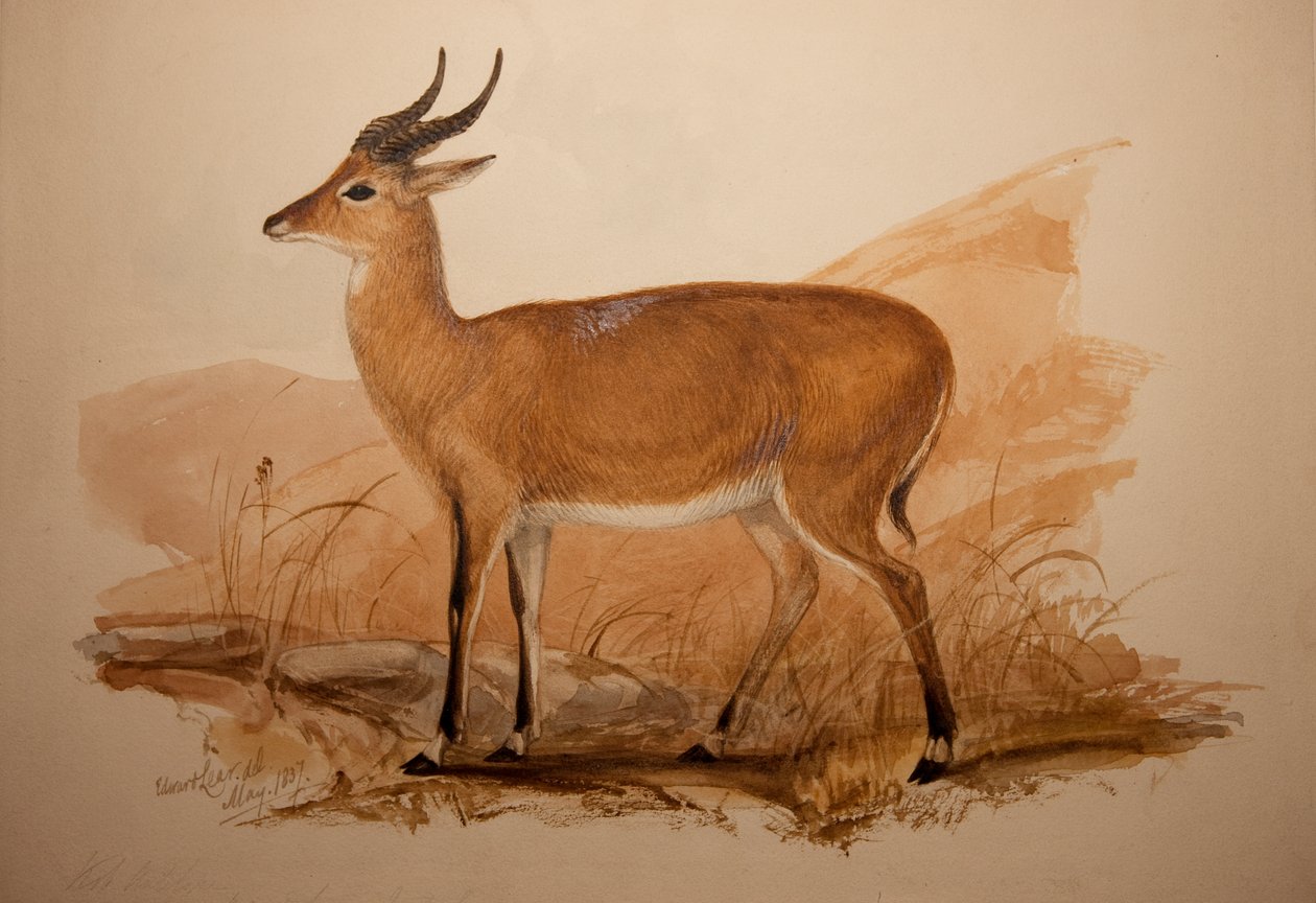 Antílope Kob, 1837 de Edward Lear