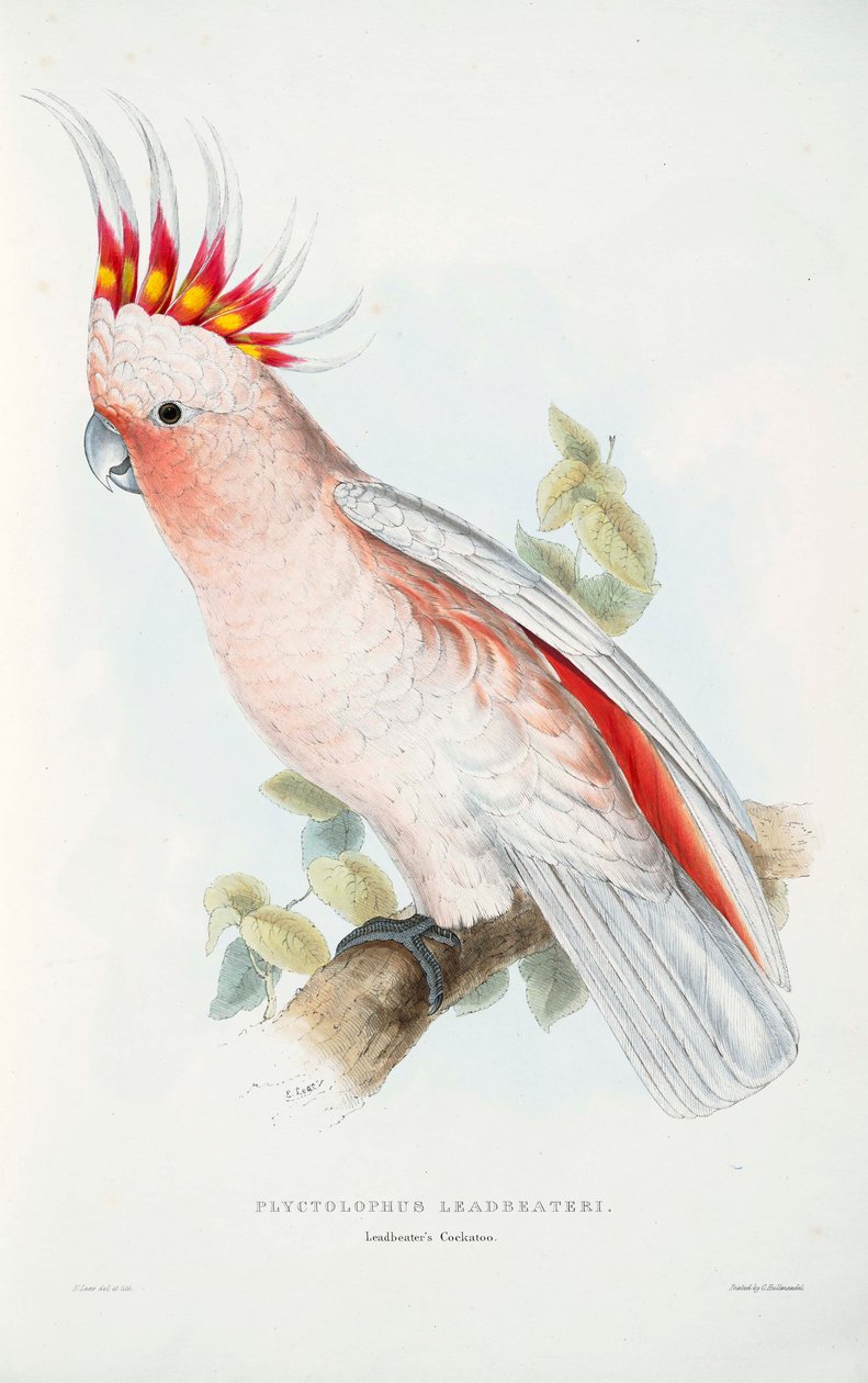 Lophochroa leadbeateri de Edward Lear