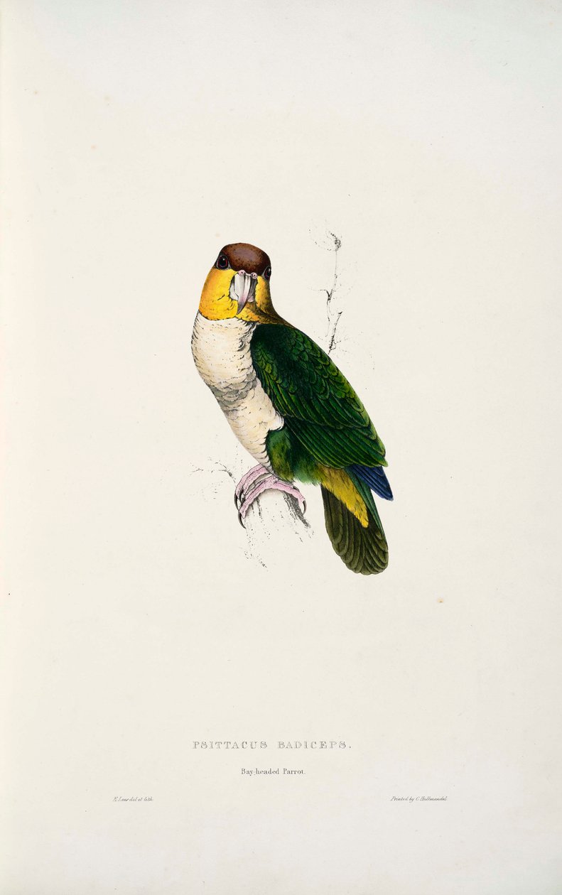 Pionites leucogaster de Edward Lear