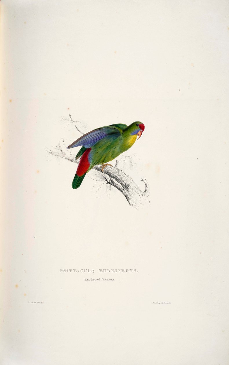 Psittacula rubrifrons de Edward Lear