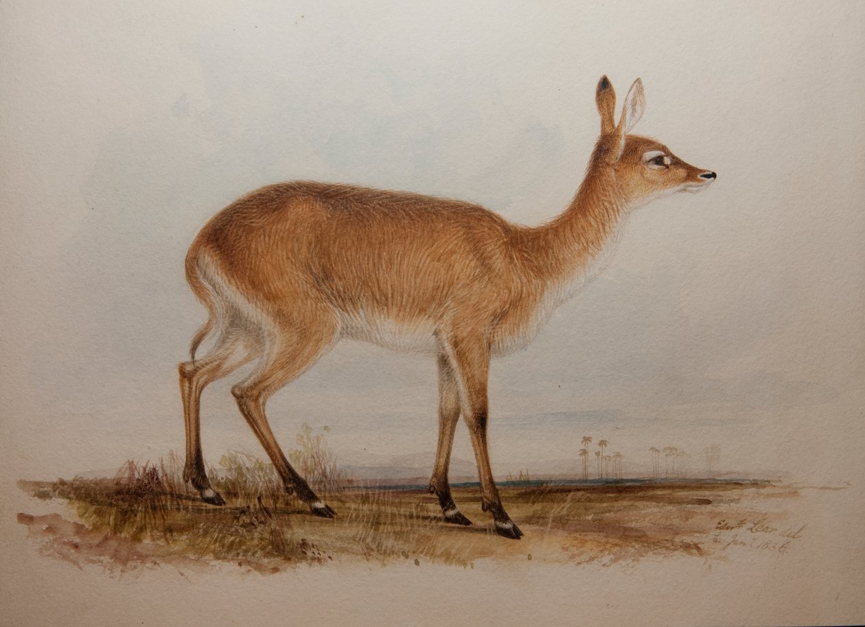 Lechwe Vermelho, 1836 de Edward Lear