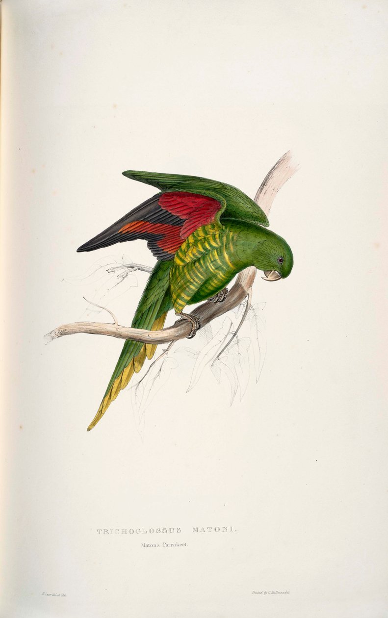 Trichoglossus chlorolepidotus de Edward Lear