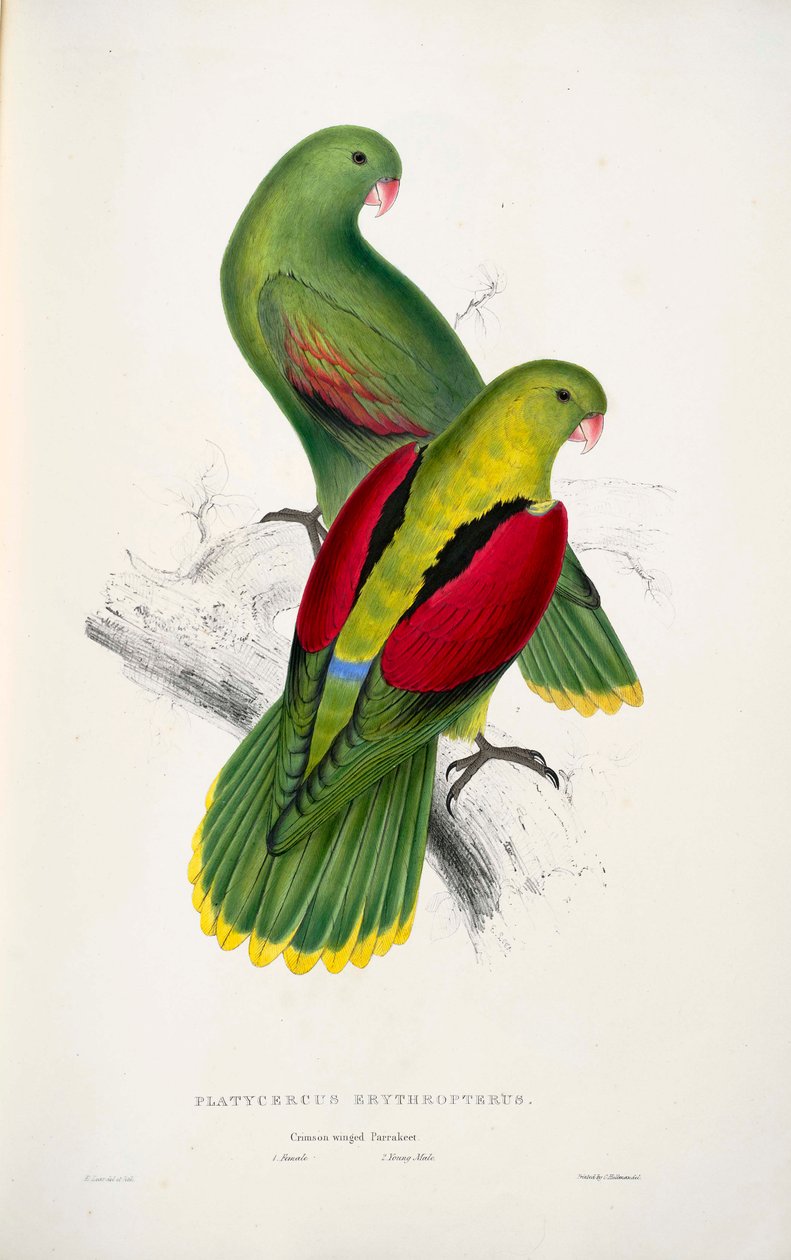 dois papagaios-de-asa-vermelha de Edward Lear