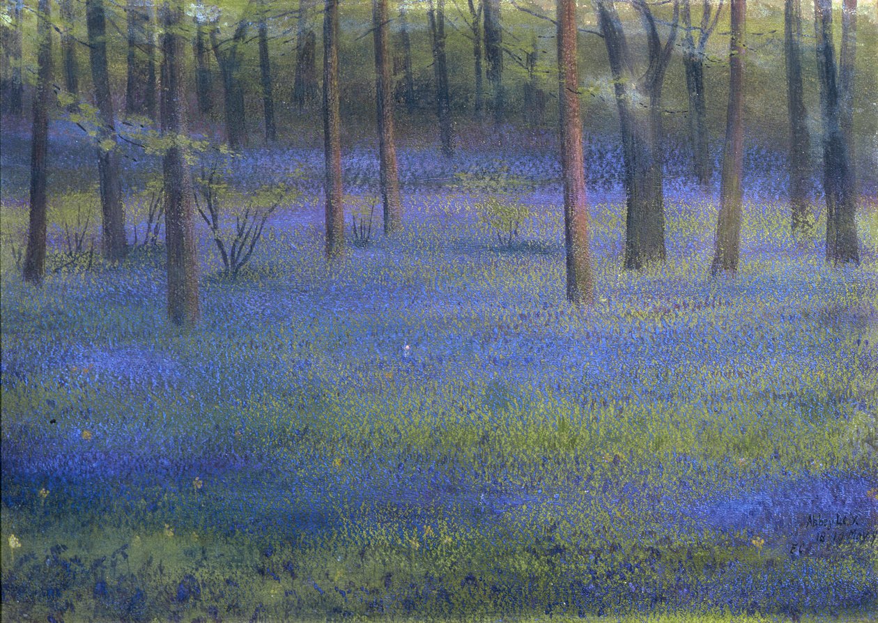 Bluebell Wood (pastel sobre papel) de Edward Clifford