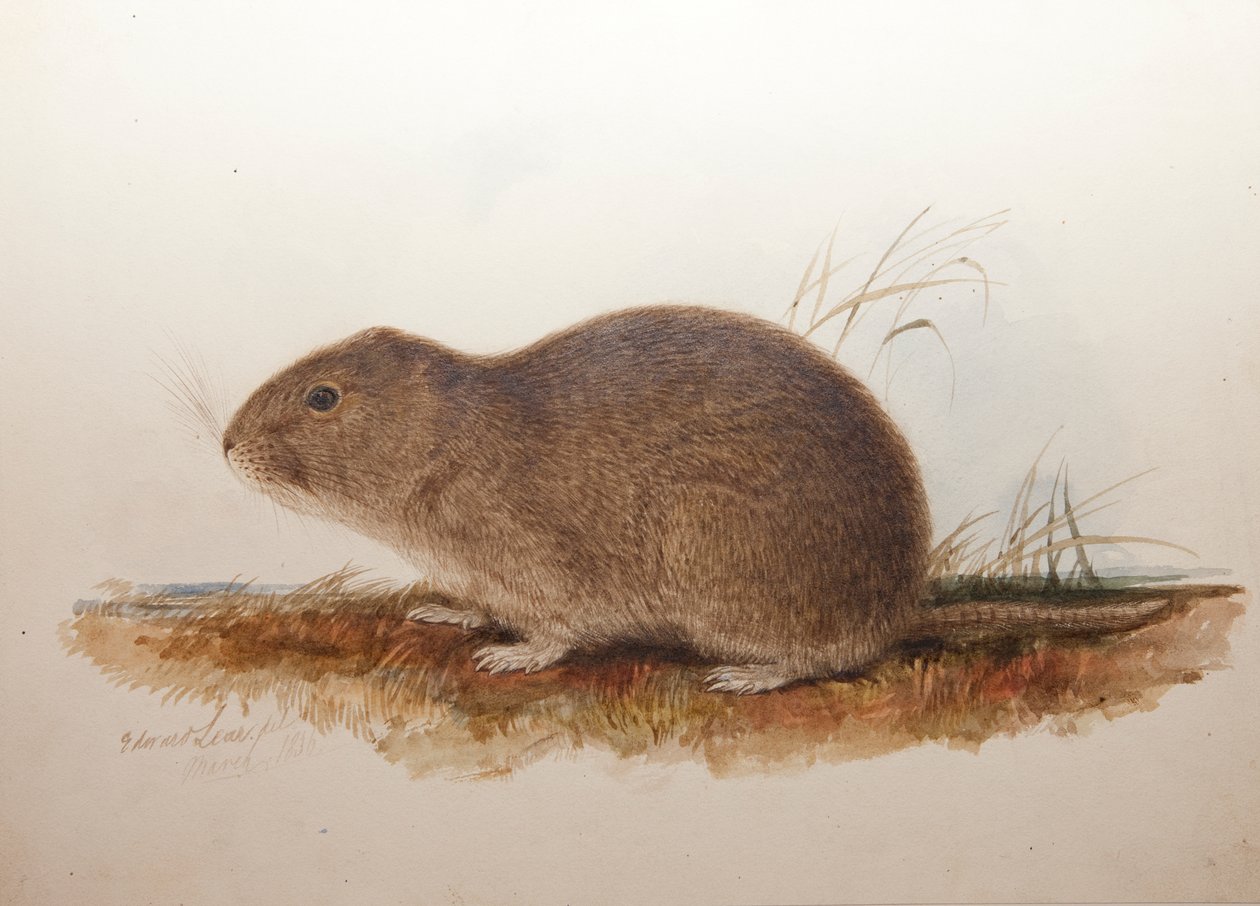 Ctenomys magellanicus, 1836 de Edward Lear
