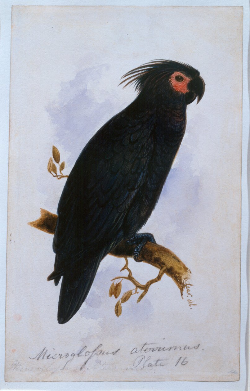 Papagaio: Placa 16 (wc) de Edward Lear
