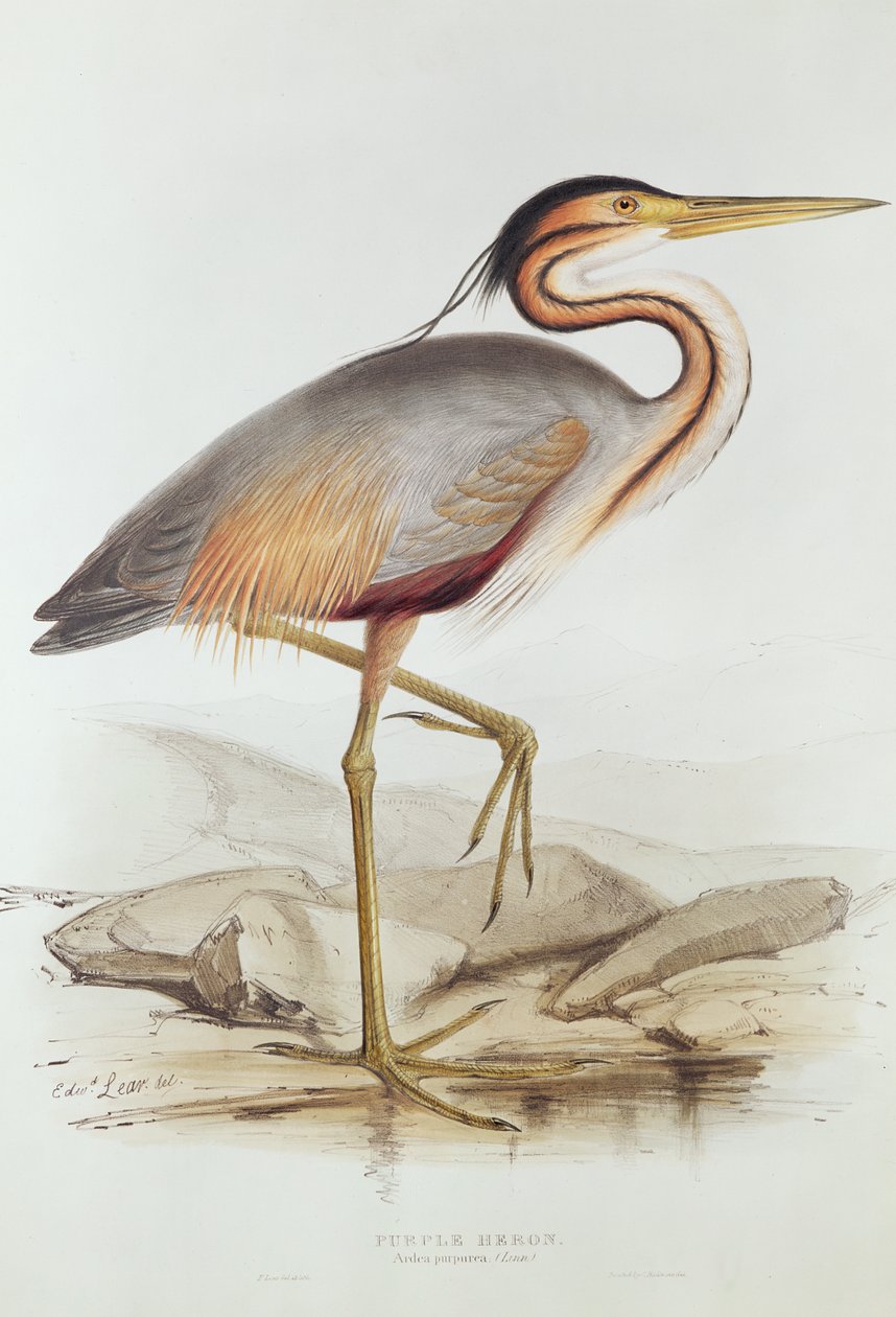 Garça-real roxa (gravura de cor) de Edward Lear