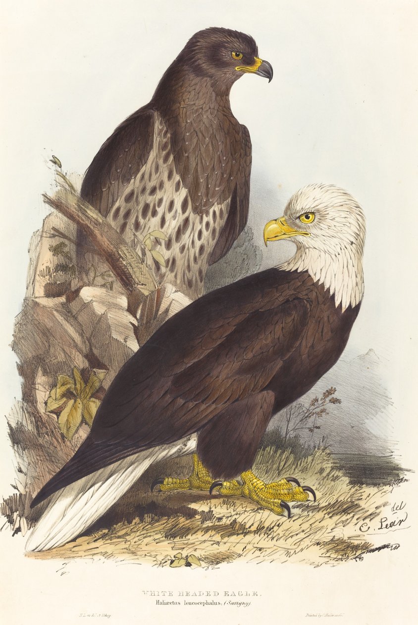 Floresta. de Edward Lear
