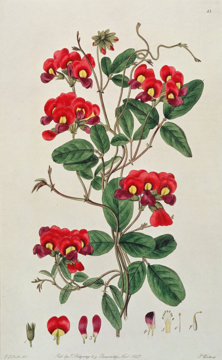 Ervilha doce: Lathyrus odoratus (Kennedya coccinea) de `Flora Australasica &39;, publicado por J. Ridgeway, 1827 de Edwin Dalton Smith