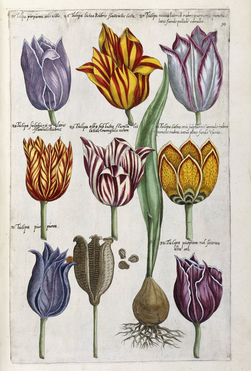 Várias tulipas, 1612-14 de Emanuel Sweert