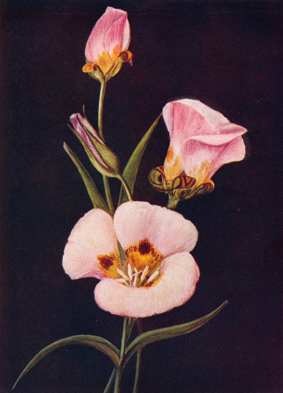 Tulipa Mariposa, c1915, 1915 de Emma Graham Clock