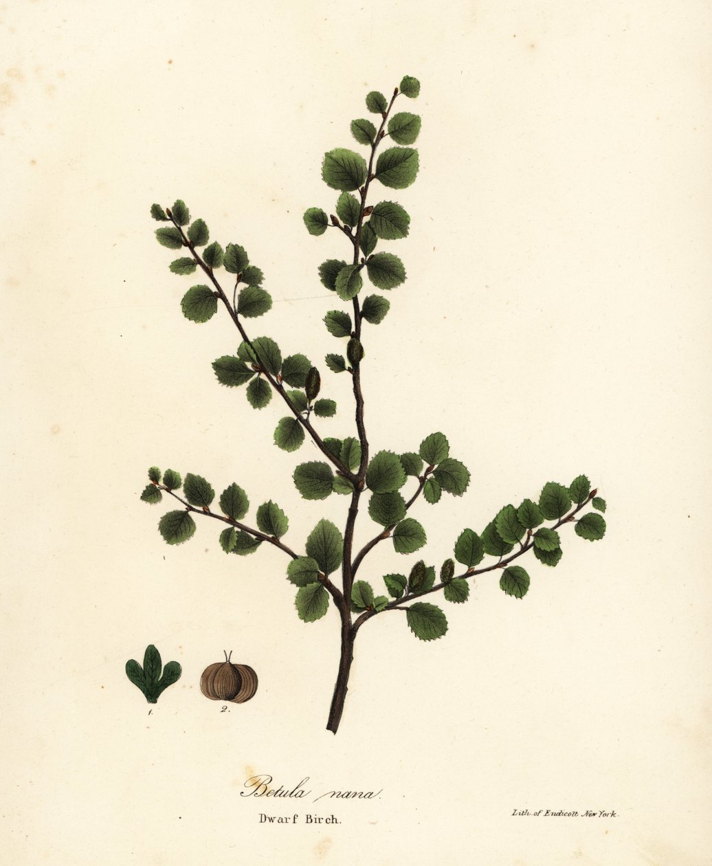Bétula anã, Betula nana de Endicott Endicott
