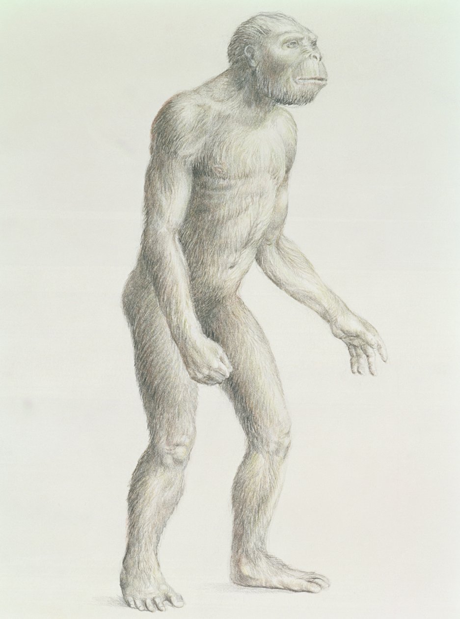 Australopithecus boisei de English School