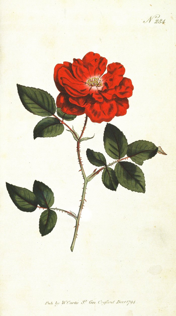 Rose (Rosa Semperflorens), uma placa de 284 de William Curtis The Botanical Magazine (ou Jardim de Flores Exibido), pub. 1794 de English School