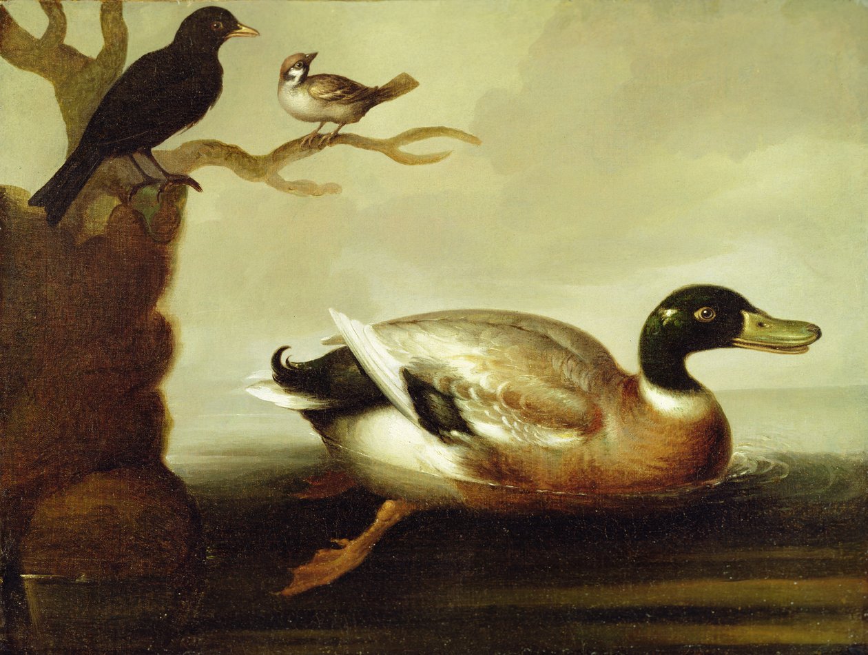 Pato-real e outras aves, c.1700 de English School