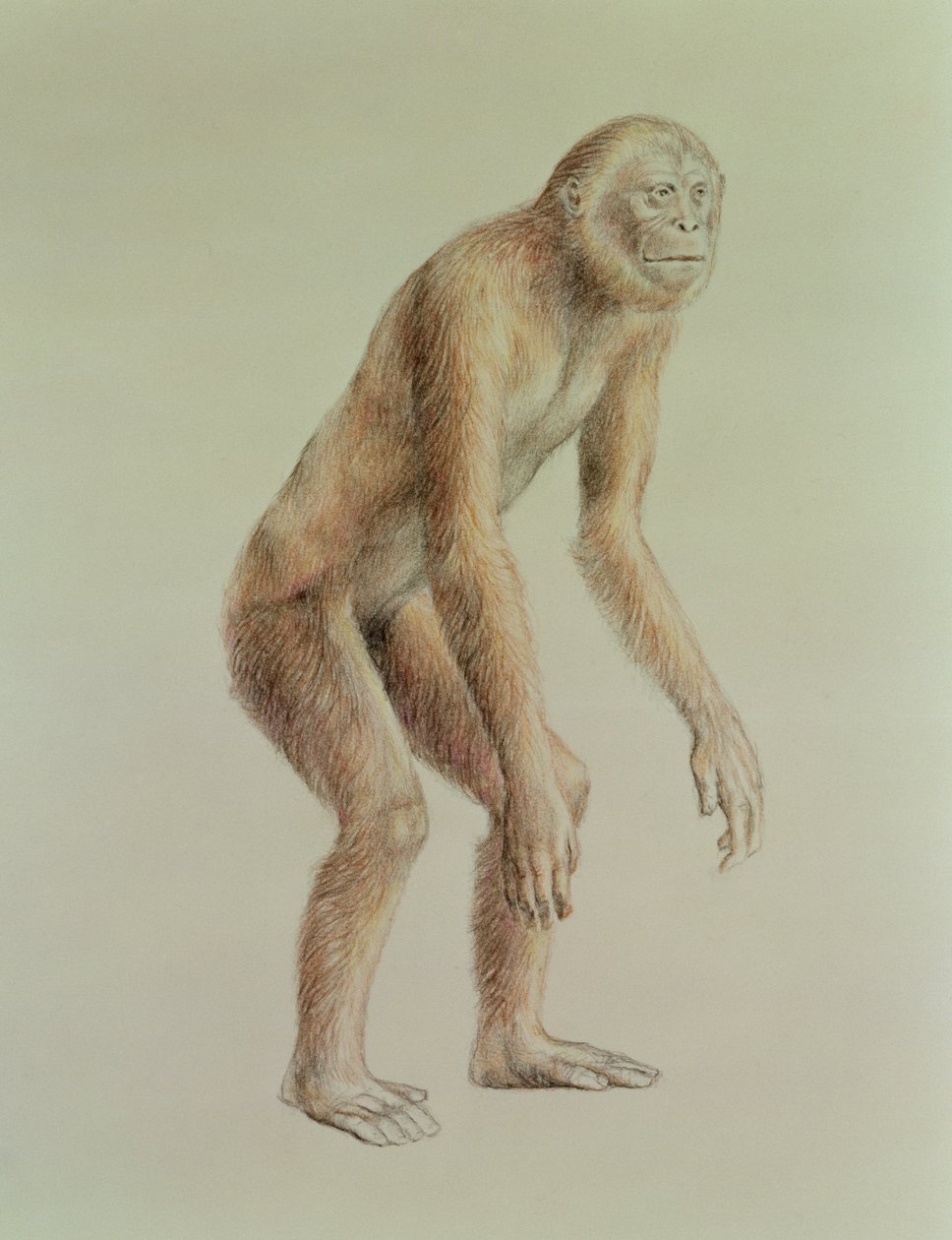Ramapithecus de English School