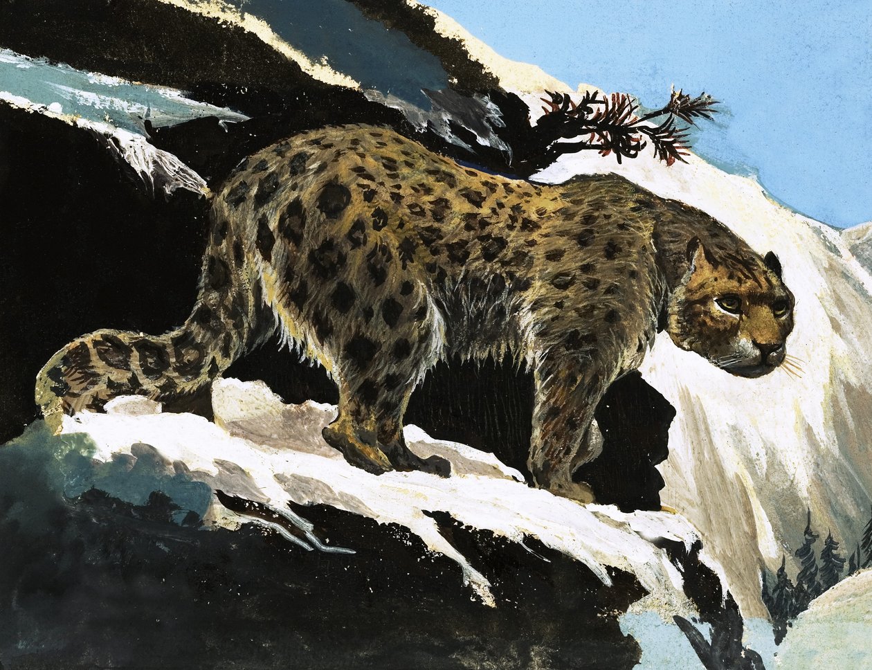 Leopardo de Neve de English School