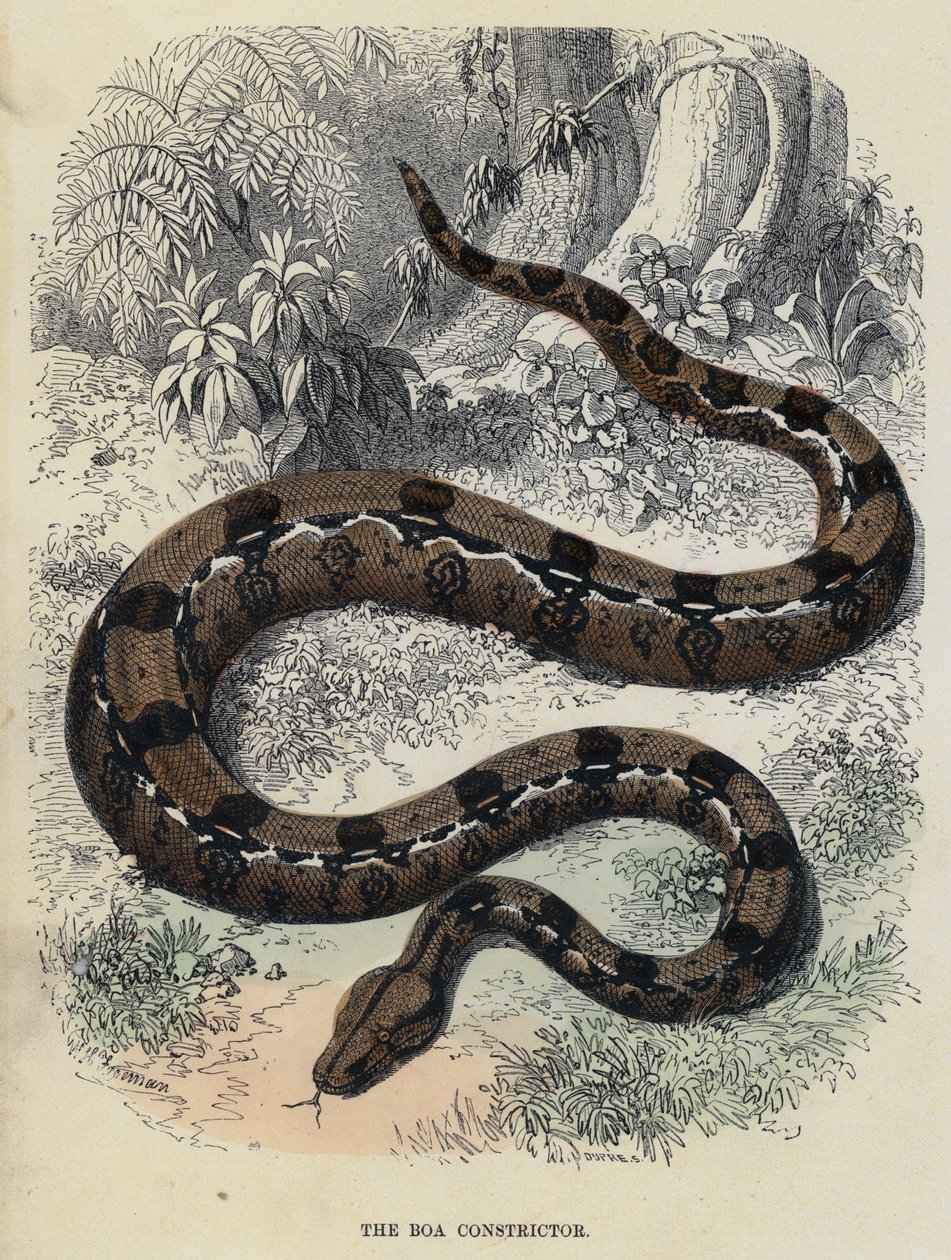 The Boa Constrictor (gravura colorida) de English School