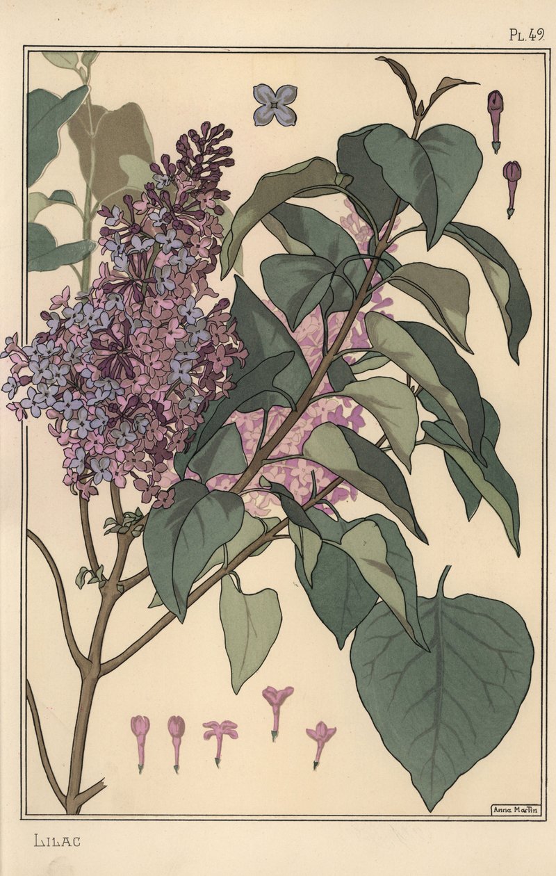 Estudo botânico Lilás. de Eugene Grasset