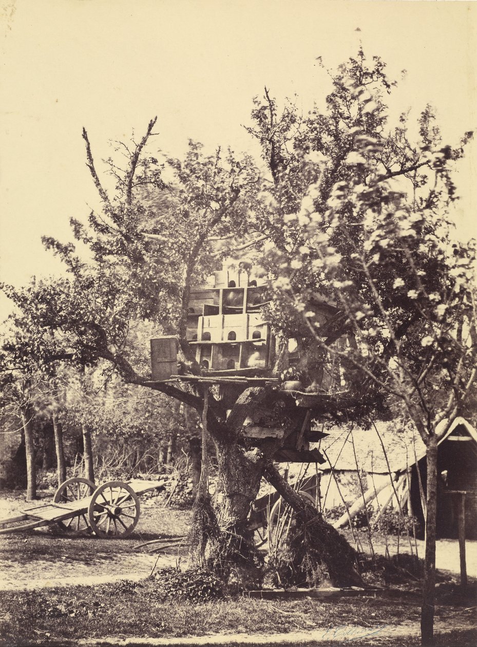 Casa de pombo na árvore de Eugène Colliau