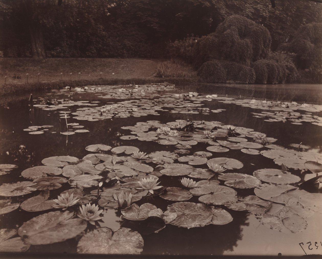 Nenúfares (Bagatelle) de Eugène Atget