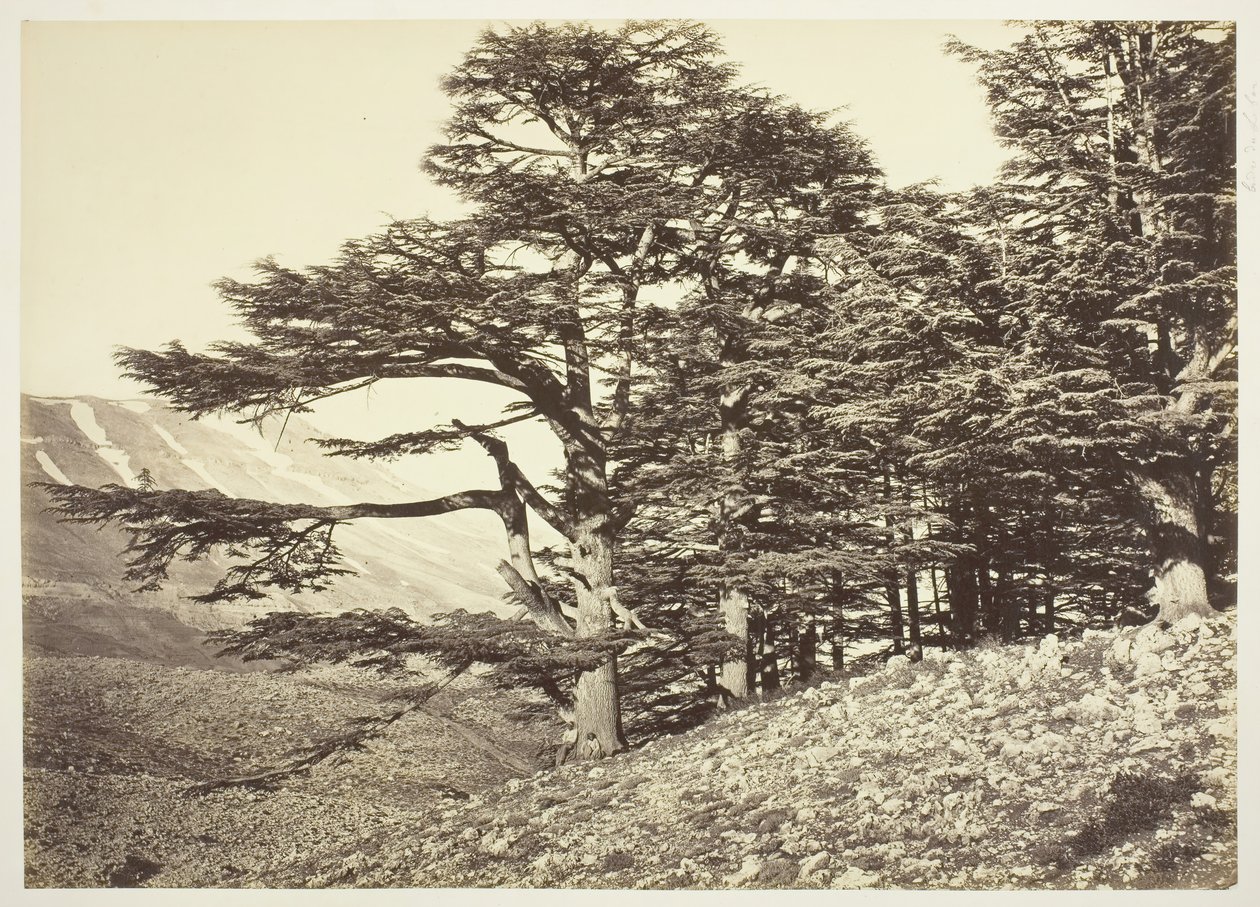 Cedros do Líbano, c. 1870. de Félix Bonfils