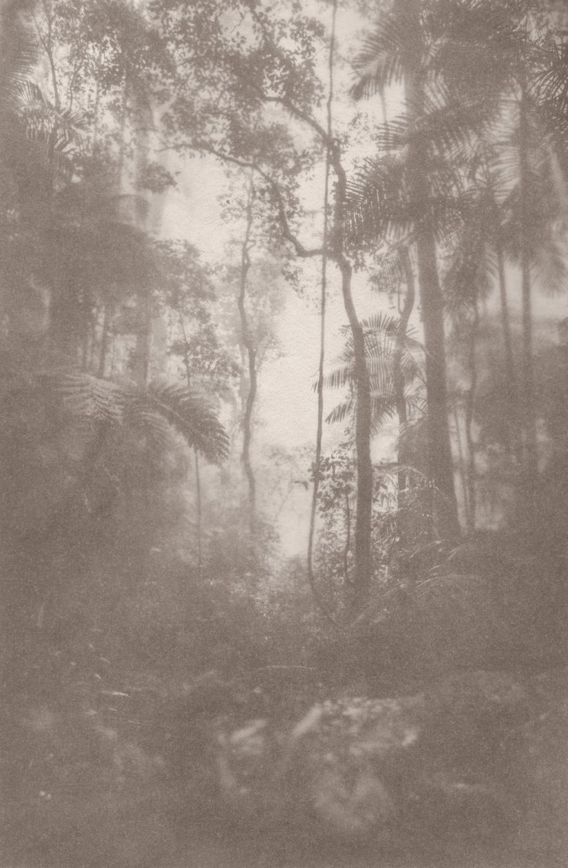Foggy Jungle 1, 2024 (foto) de Florent Bodart