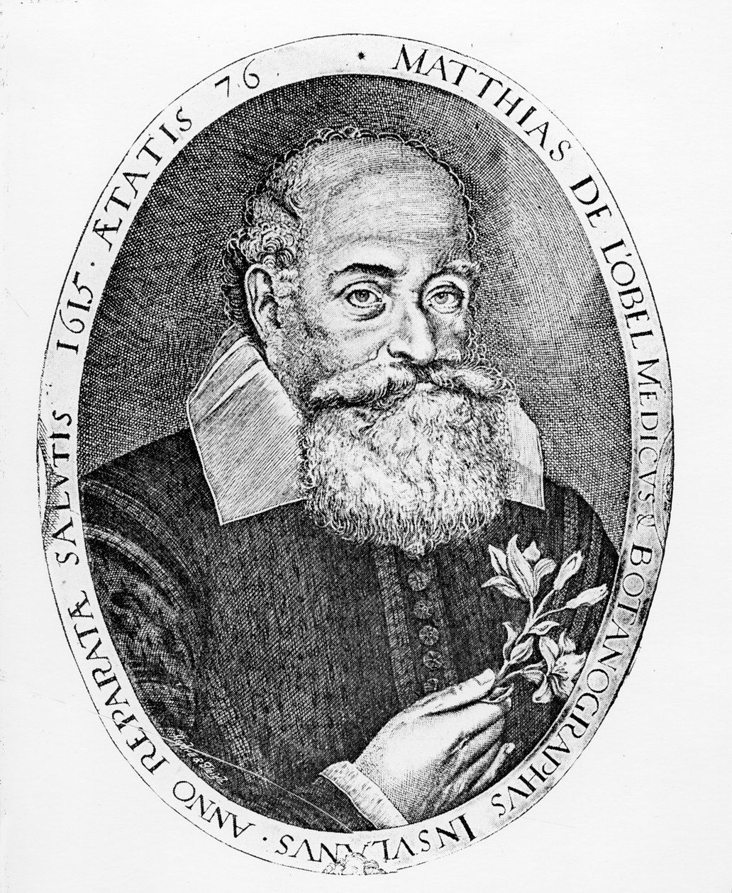 Matias de l&39;Obel de Francis Delaram