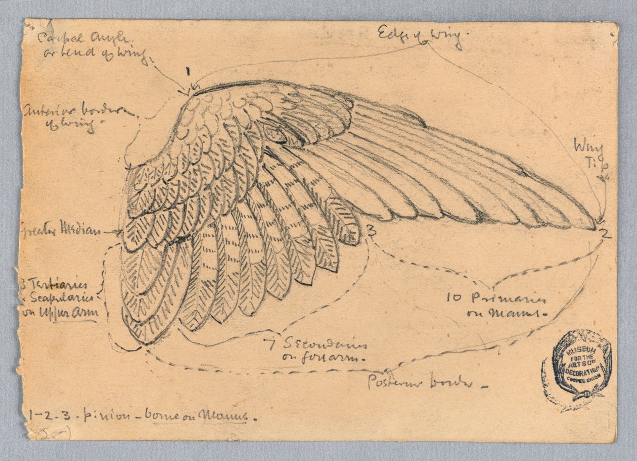 Estudo de uma asa de Francis Augustus Lathrop